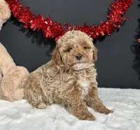 Ames, a male Poodle - Miniature  for sale in Plainville, IN – Photo 5 of 6