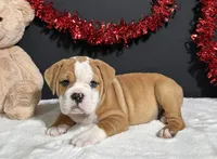 Tator, a male English Bulldog and Beagle for sale in Plainville, IN – Photo 4 of 7