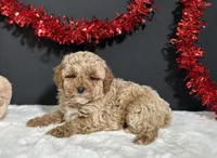 Ames, a male Poodle - Miniature  for sale in Plainville, IN – Photo 1 of 6
