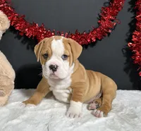 Tator, a male English Bulldog and Beagle for sale in Plainville, IN – Photo 3 of 7