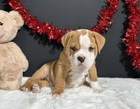 Tator, a male English Bulldog and Beagle for sale in Plainville, IN – Photo 2 of 7