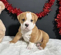 Tator, a male English Bulldog and Beagle for sale in Plainville, IN – Photo 1 of 7