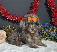Pluto, a male Poodle - Miniature  for sale in Plainville, IN – 3 of 8