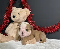 Bruiser, a male English Bulldog for sale in Plainville, IN – 6 of 6