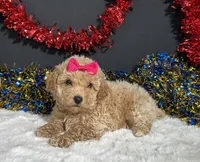 Maddie, a female Poodle - Miniature  for sale in Plainville, IN – 2 of 9