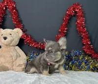 Kiki, a female French Bulldog for sale in Plainville, IN – 6 of 7