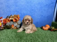 Macie, a female Poodle - Miniature  for sale in Plainville, IN – 4 of 5