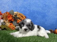 Penny, a female Yorkipoo for sale in Plainville, IN – 5 of 6