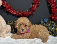 Layla, a female Poodle - Toy  for sale in Plainville, IN – 2 of 9