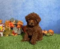 Luna, a female Poodle - Toy  for sale in Plainville, IN – 2 of 6