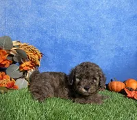 Atlas, a male Poodle - Miniature  for sale in Plainville, IN – 5 of 7