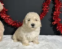 Cynthia, a female Poodle - Miniature  for sale in Plainville, IN – 4 of 8