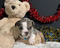 Louie, a male English Bulldog and Beagle for sale in Plainville, IN – 3 of 8