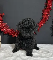 Claire, a female Poodle - Toy  for sale in Plainville, IN – 3 of 8