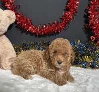 Kathy, a female Poodle - Miniature  for sale in Plainville, IN – 2 of 6