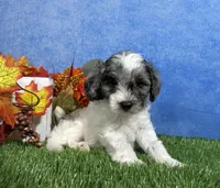 Penny, a female Yorkipoo for sale in Plainville, IN – 2 of 6
