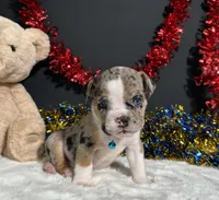 Louie, a male English Bulldog and Beagle for sale in Plainville, IN – 7 of 8