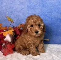 Dash, a male Poodle - Miniature  for sale in Plainville, IN – 1 of 10