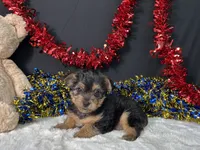 Sierra, a female Rat Terrier and Yorkshire Terrier for sale in Plainville, IN – 1 of 6