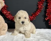Cynthia, a female Poodle - Miniature  for sale in Plainville, IN – 1 of 8
