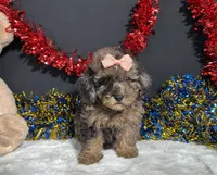 Sherri, a female Poodle - Miniature  for sale in Plainville, IN – 2 of 8