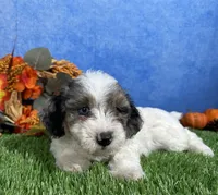 Honey, a female Yorkipoo for sale in Plainville, IN – 2 of 5