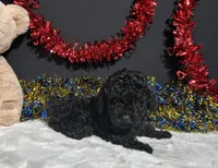 Storm, a male Poodle - Miniature  for sale in Plainville, IN – 3 of 6