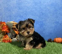 Teddy, a male Yorkshire Terrier for sale in Plainville, IN – 4 of 9