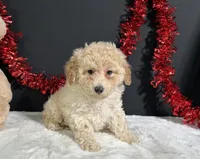 Ella, a female Poodle - Miniature  for sale in Plainville, IN – 5 of 5