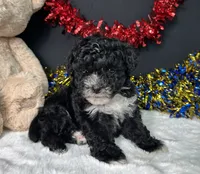 Kara, a female Maltipoo for sale in Plainville, IN – 6 of 8