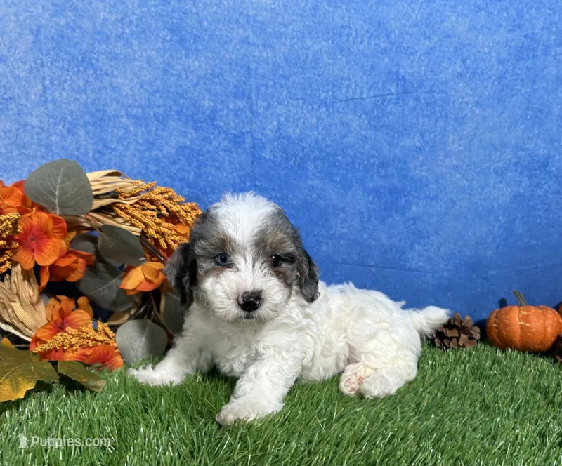 Honey – Yorkipoo puppy for sale in Plainville, IN