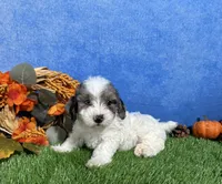 Honey, a female Yorkipoo for sale in Plainville, IN – 1 of 5