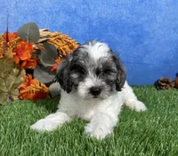 Penny, a female Yorkipoo for sale in Plainville, IN – 3 of 6