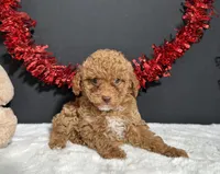 Sassy, a female Poodle - Toy  for sale in Plainville, IN – 1 of 6