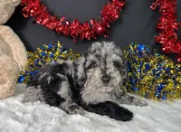 Ricky, a male Poodle - Miniature  for sale in Plainville, IN – 4 of 5