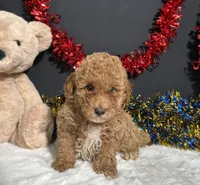 Kathy, a female Poodle - Miniature  for sale in Plainville, IN – 4 of 6