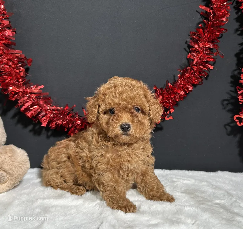 Lucy – Poodle - Toy  puppy for sale in Plainville, IN