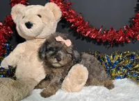 Sherri, a female Poodle - Miniature  for sale in Plainville, IN – 6 of 8