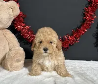Samantha, a female Poodle - Miniature  for sale in Plainville, IN – 2 of 7