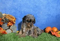 Sophie , a female Poodle - Toy  for sale in Plainville, IN – 6 of 9