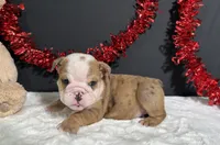 Bruiser, a male English Bulldog for sale in Plainville, IN – 5 of 6