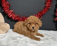 Lucy, a female Poodle - Toy  for sale in Plainville, IN – 4 of 8
