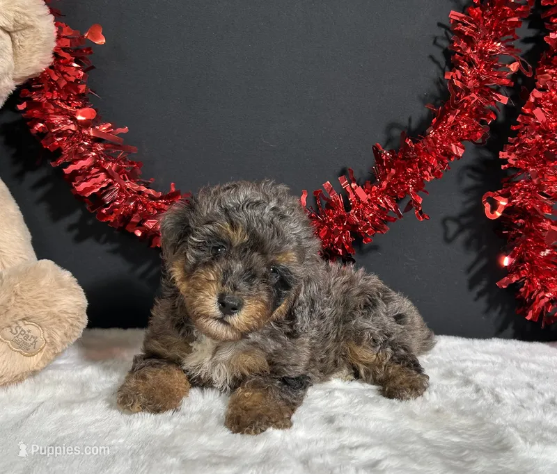 Millie – Poodle - Miniature  puppy for sale in Plainville, IN