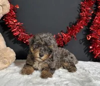 Millie, a female Poodle - Miniature  for sale in Plainville, IN – 1 of 6