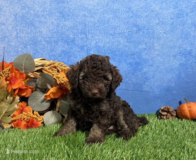 Avery – Yorkipoo puppy for sale in Plainville, IN