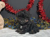 Luna, a female Poodle - Toy  for sale in Plainville, IN – 6 of 6