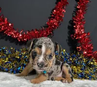 Noah, a male English Bulldog and Beagle for sale in Plainville, IN – 2 of 7