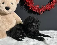 Charlie, a male Poodle - Miniature  for sale in Plainville, IN – Photo 8 of 9