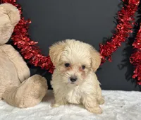 Ashley, a female Morkie for sale in Plainville, IN – 3 of 6