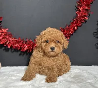 Lucy, a female Poodle - Toy  for sale in Plainville, IN – 6 of 8